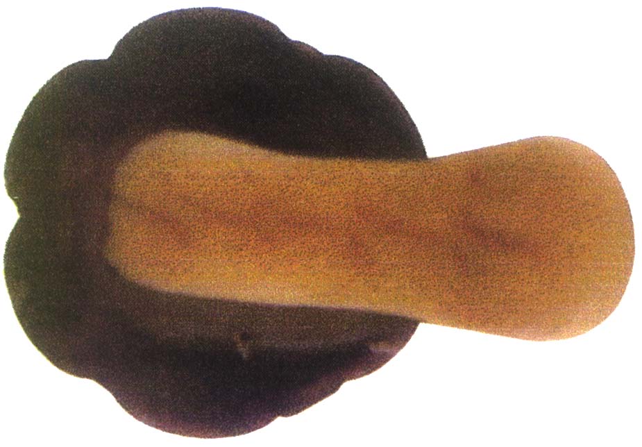 Thumbnail image  6389